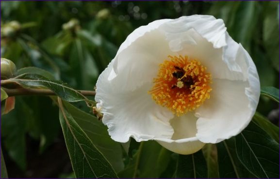 Franklinia (Franklin Tree)