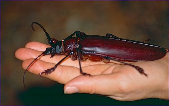 Titanus giganteus (Titanus giganteus)