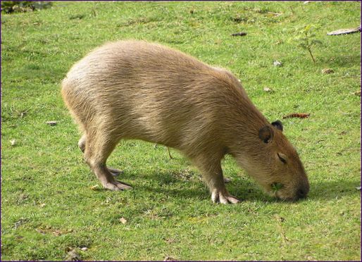 Capybara (marsvin) är den största gnagaren