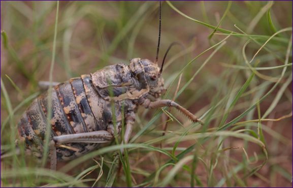 Pallas tistel (Deracantha onos)