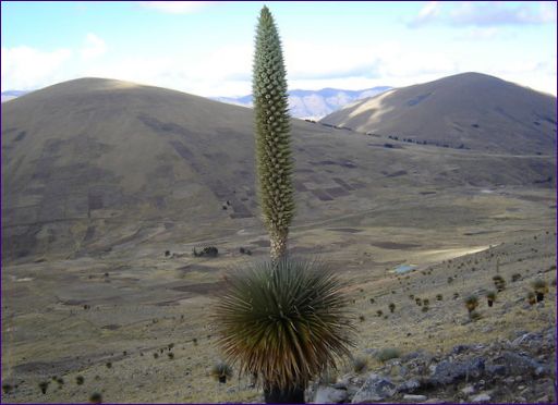 Puya raymondi