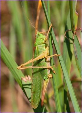 Grön gräshoppa (Tettigonia viridissima)