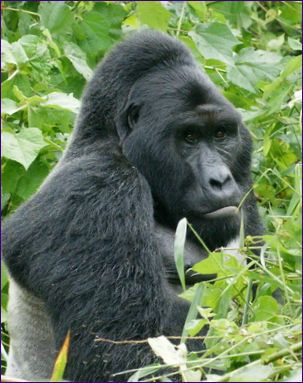 Orientalisk gorilla