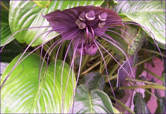 Tacca chantrieri