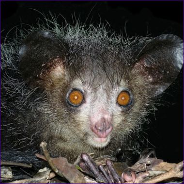 Aye-aye-sjöhäst från Madagaskar