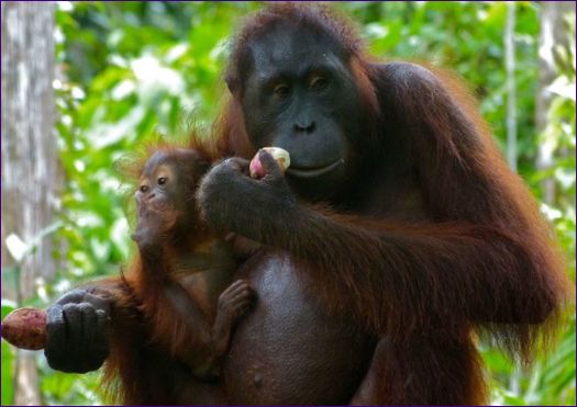 Orangutangen på Kalimantan