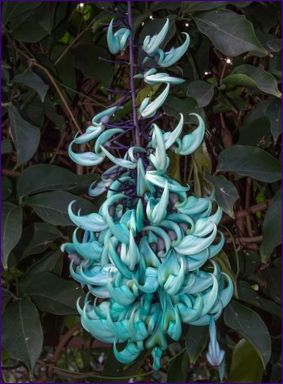 Smaragdblomma (Jade flower)