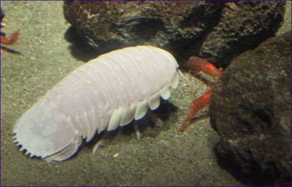 Jättelik isopod