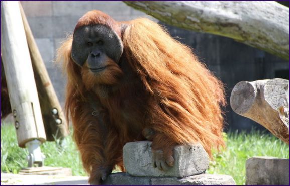 Sumatra orangutang