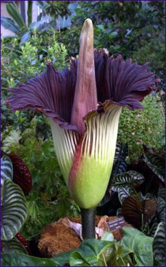 Amorphophallus titanicus