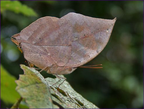 Kalima (fjäril med döda blad)