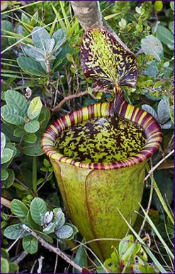 Nepenthes Attenborough