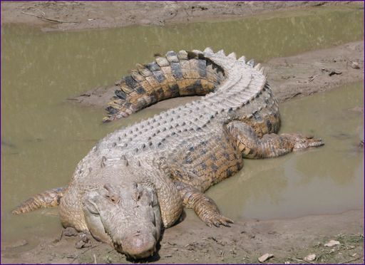 Den stora havskrokodilen är den största reptilen