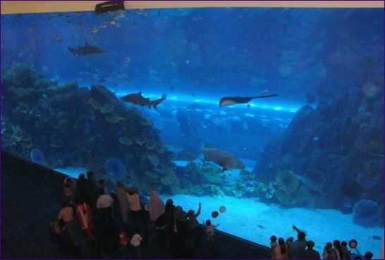 Dubai Aquarium, Dubai, Förenade Arabemiraten