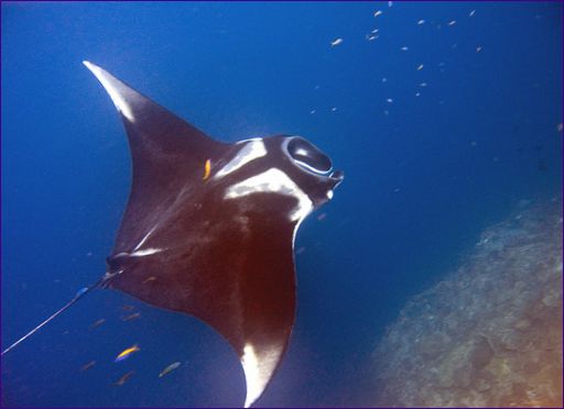 Manta