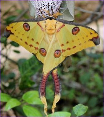 Komet från Madagaskar