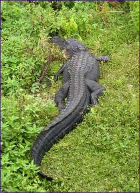 Mississippi alligator