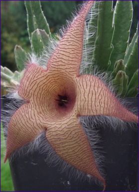 Stapelia gigantea