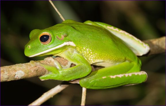 Den långbenta litoria