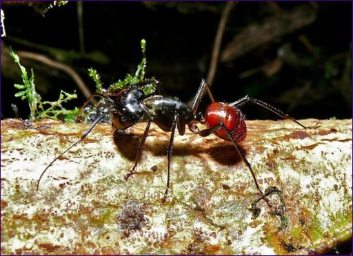 Camponotus gigas