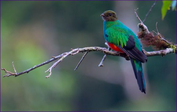 Quezal (quetzal)