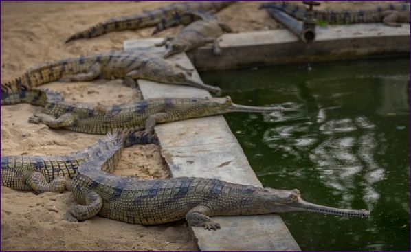 Ganges gavial