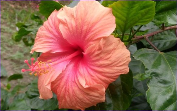 Hibiskus