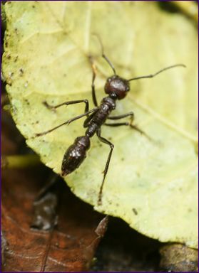 Kulmyran (Paraponera clavata)