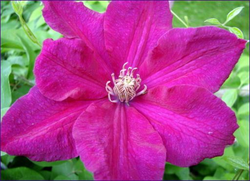 Clematis