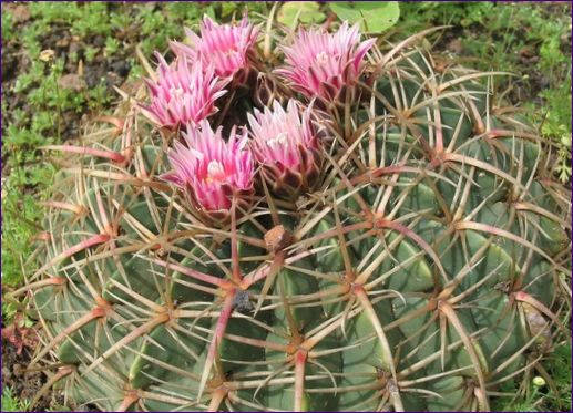 Ferocactus