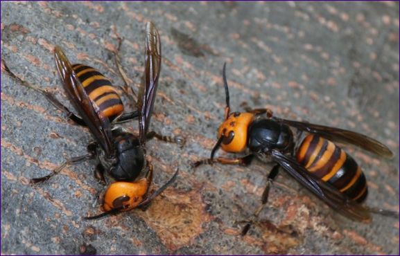 Asiatisk jättehornet (Vespa mandarinia)