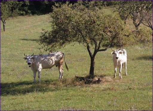 Chianina