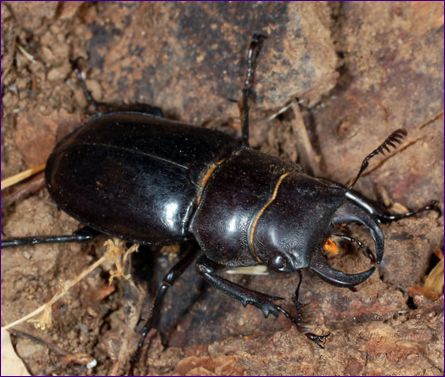 Hjortskinnbagge (Lucanus cervus)