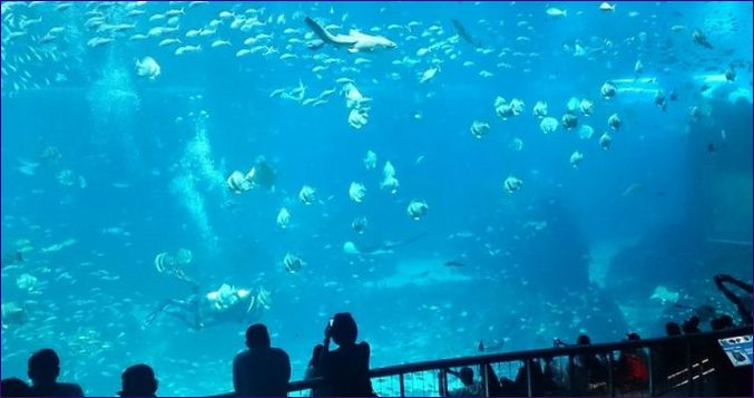 S.E.A. Oceanarium, Singapore