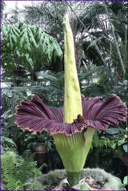 Titan Arum