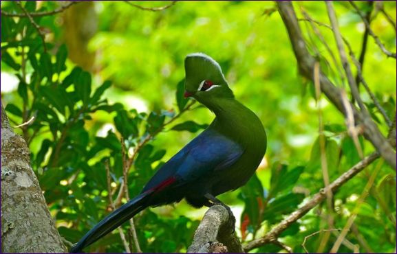 Långsvansad turaco