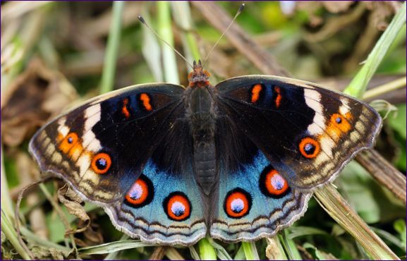 Junonia oritia