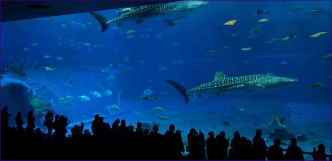 Churaumi Aquarium, Motobu, Japan