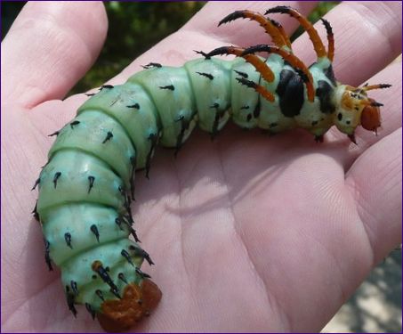 Den kungliga nötfjärilen (King Nut Moth)