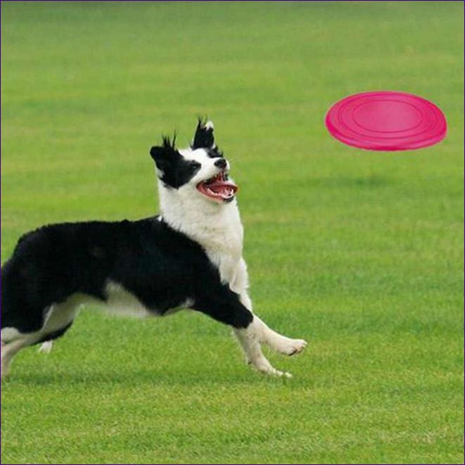 Benepaw Frisbee