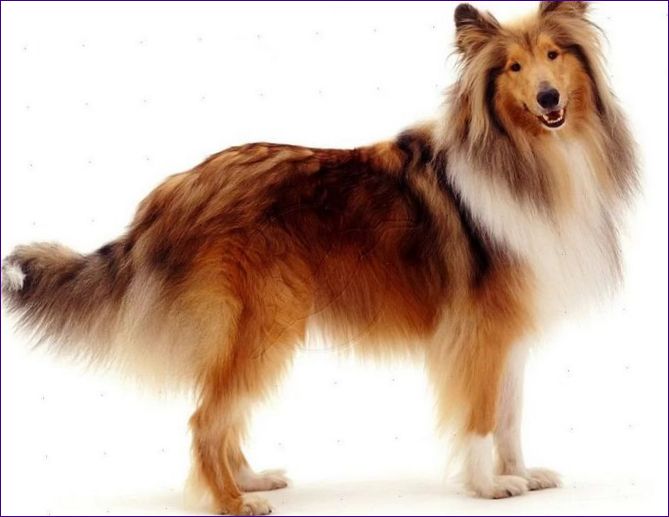 Collie