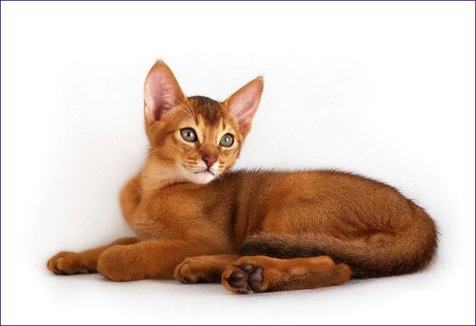 Abessinian katt