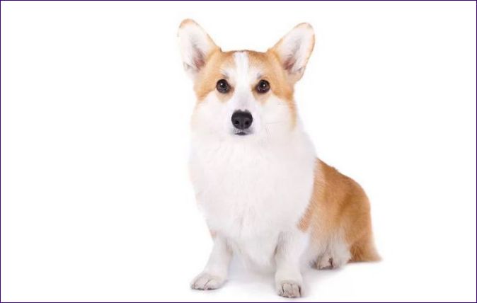 Welsh Corgi Pembroke