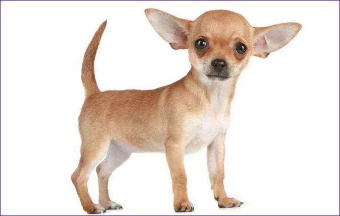 Chihuahua