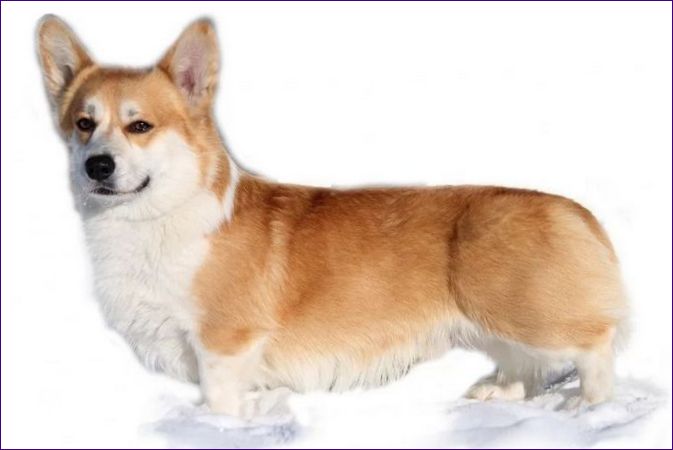 Welsh Corgi