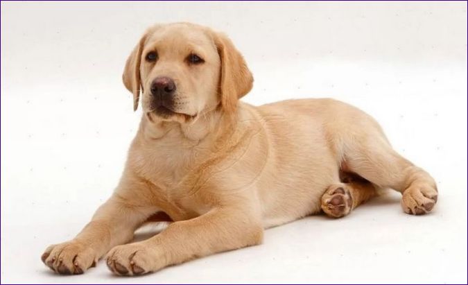 Labrador Retriever