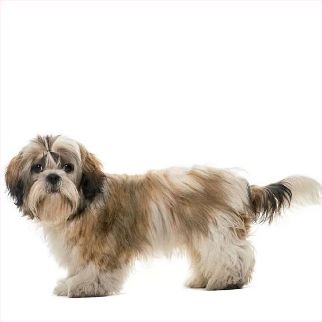 Shih Tzu