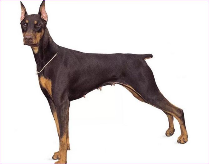 Doberman