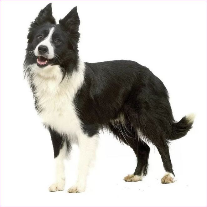 Border collie