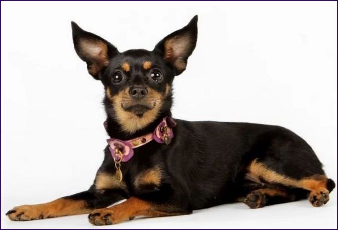 Rysk Toy Terrier